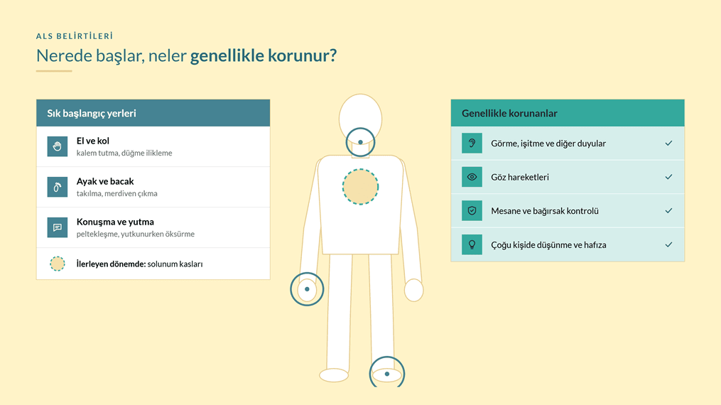 ALS belirtilerinin sık başladığı yerler (el, ayak, konuşma ve yutma) ve hastalık boyunca genellikle korunan işlevler