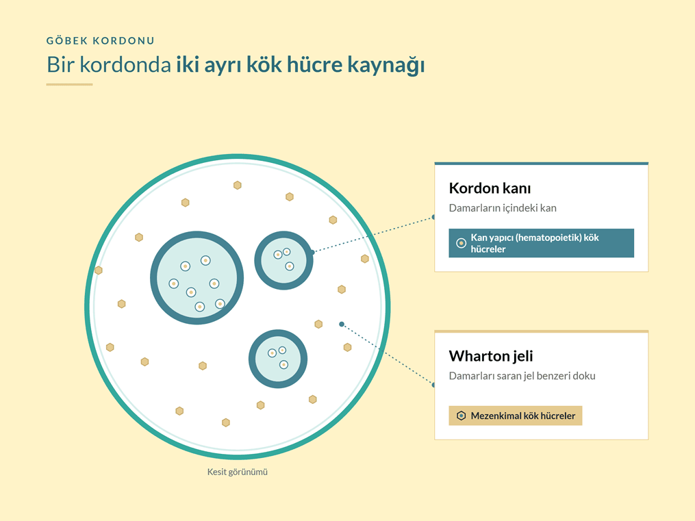Göbek kordonu kesiti: kordon kanı ve Wharton jeli