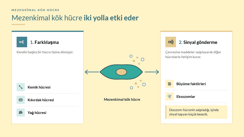 Mezenkimal kök hücre iki yolla etki eder: kemik, kıkırdak ve yağ hücresine dönüşerek ve büyüme faktörleri ile eksozomlar salgılayarak