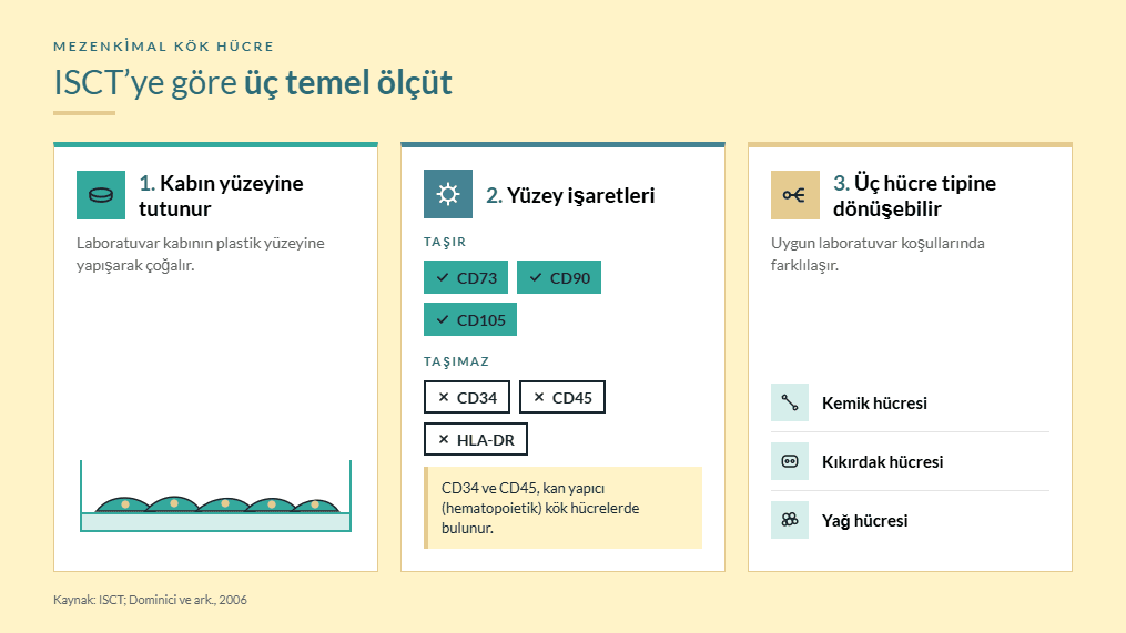 Mezenkimal kök hücrenin üç ölçütü: kabın yüzeyine tutunma, CD73, CD90 ve CD105 yüzey işaretleri, kemik, kıkırdak ve yağ hücresine dönüşebilme